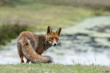 Red fox between bushes