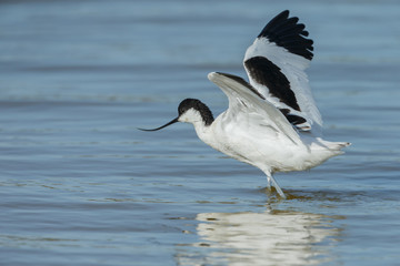 The pied avocet (Recurvirostra avosetta) standing in water. Taken and a low point of view.