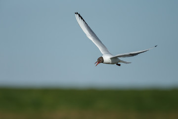 The black-headed gull (Chroicocephalus ridibundus)