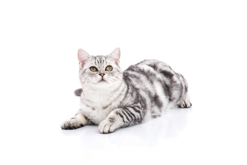 Fototapeta na wymiar Cute American Shorthair kitten lying and looking