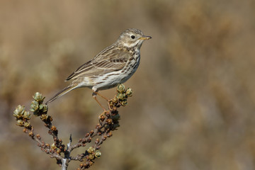 Meadow pipit on a twig