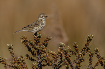Meadow pipit on a twig