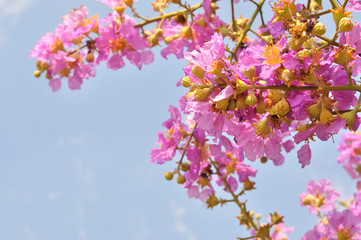Closeup of pink flower for nature background, Lagerstroemia loudoni flower