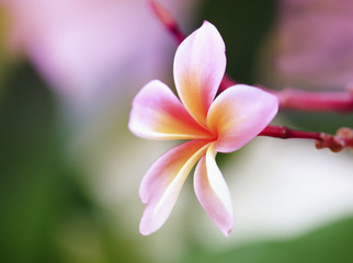 Naklejka premium Frangipani tropical flowers, Plumeria flowers fresh in pastel st