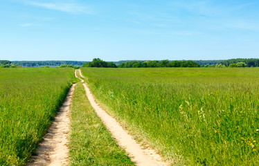road passing through a green wheat field