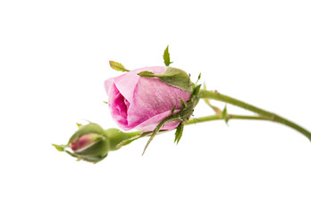 Fototapeta premium bud pink roses