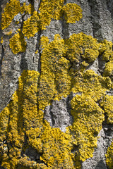 Texture of Moss on oak