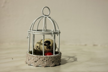 Przepiórka w klatce © Robert Bobela