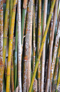A stand of colorful bamboo stalks