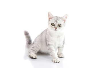 Obraz premium Cute British Shorthair kitten sitting and looking on white backg