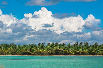 Fototapeta na wymiar Palm trees on sea shore at beautiful sunny day. 
