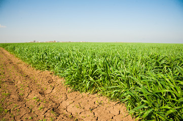 Winter wheat seedlings