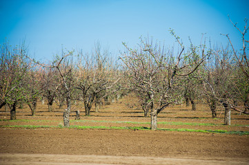 Orchard of young apple trees in early spring