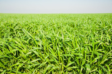 Winter wheat seedlings