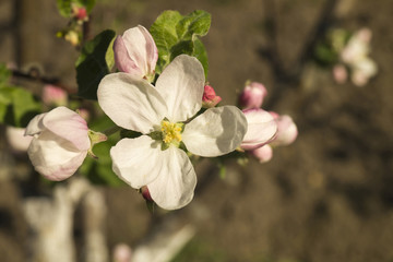 Spring flower to aple trees