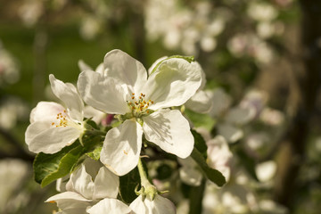 Obraz na płótnie Canvas Spring flower to aple trees