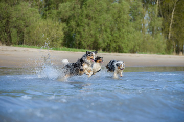Drei glücklich Australian Shepherd Hunde springen freudig ausgelassen ins Wasser  - 110647510