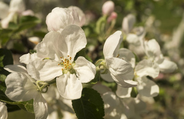 Spring flower to aple trees