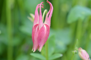 Obraz premium ancolie