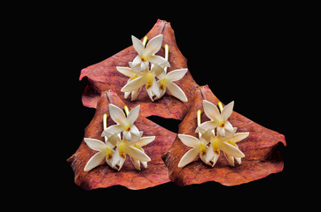 Indian cork flower