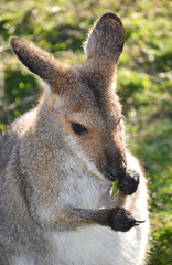 Naklejka na ściany i meble Small kangaroo (wallaby) eating gum leaves.