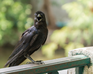 black crow sitting on green steel fence