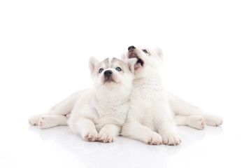 Two siberian husky puppies lying