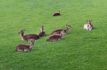 Naklejka na ściany i meble Deer family in green grass forest