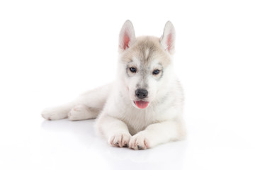 Cute siberian husky puppy lying on white background isolated