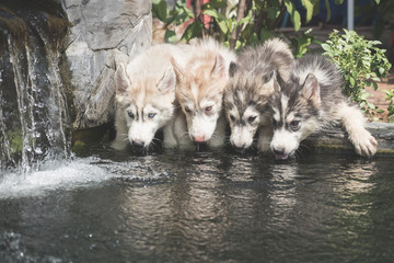  siberian husky puppies drinking water © lalalululala