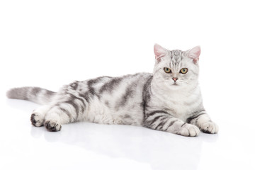 Cute  British Shorthair kitten sitting