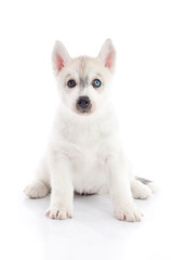 Cute siberian husky puppy lying on white background isolated