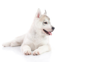 Cute siberian husky puppy lying on white background isolated