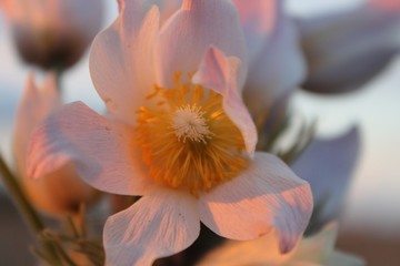 Подснежник