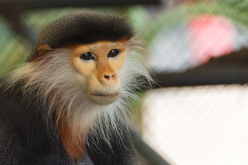 Red-shanked douc langur portrait, sad face