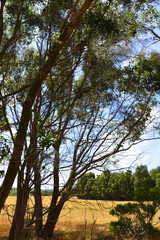 Eucalyptus tree with a koala on it, on the Cape Otway road in Victoria, Australia.