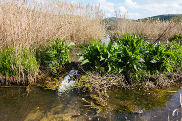 Fototapeta na wymiar Biberdamm in einem Flusslauf