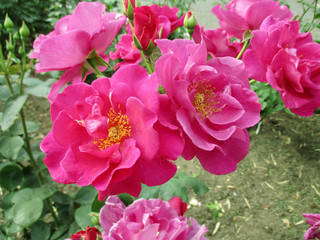 バラ　ニュース