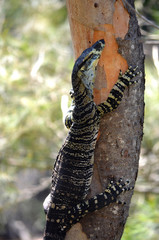 Australian Goanna (Lace Monitor lizard) climbing a tree