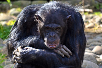 Chimpanzee in thoughtful pose