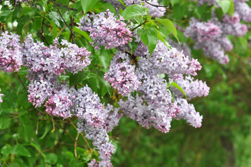 Obraz premium Wet after rain blooming lilac flowers 