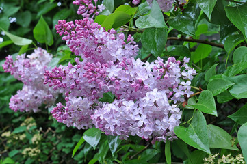 Wet after rain blooming lilac flowers 