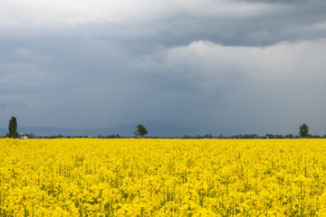 Rape field
