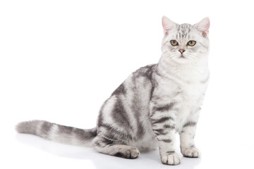 kitten sitting on white background