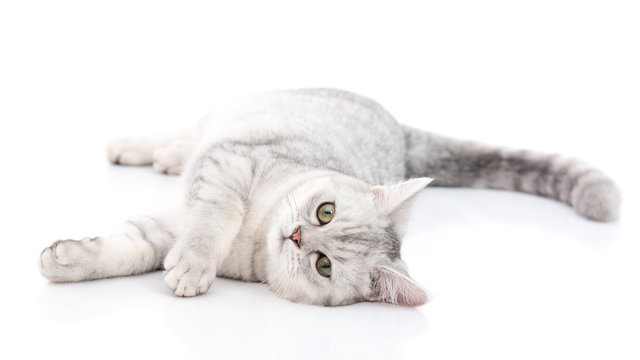 British Shorthair cat lying - Powered by Adobe