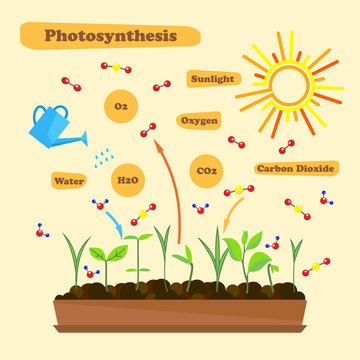 Image of photosynthesis 