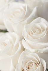 Obraz na płótnie Canvas white roses close-up