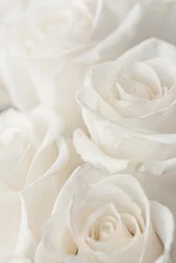 Afwasbaar Fotobehang Rozen white roses close-up