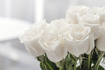 white roses close-up