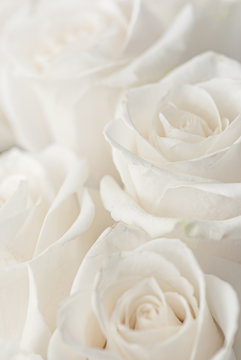 Fototapeta white roses close-up